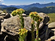 26 Sempervivum wulfenii (Semprevivo di Wulfen)